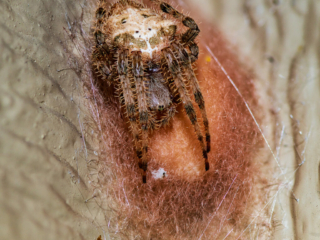Cat Faced Spider - Ready for winter (2 of 3)