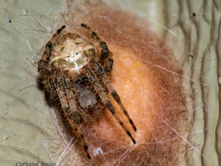 Cat Faced Spider - Ready for winter (3 of 3)