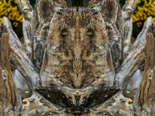 Arachnophobia