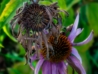 Cone Flower Fall Repose
