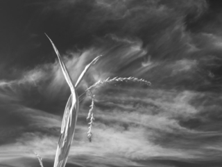 Corn in the sky