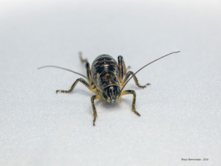 Bug stack 1