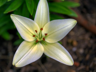 White Lily - June 22-25
