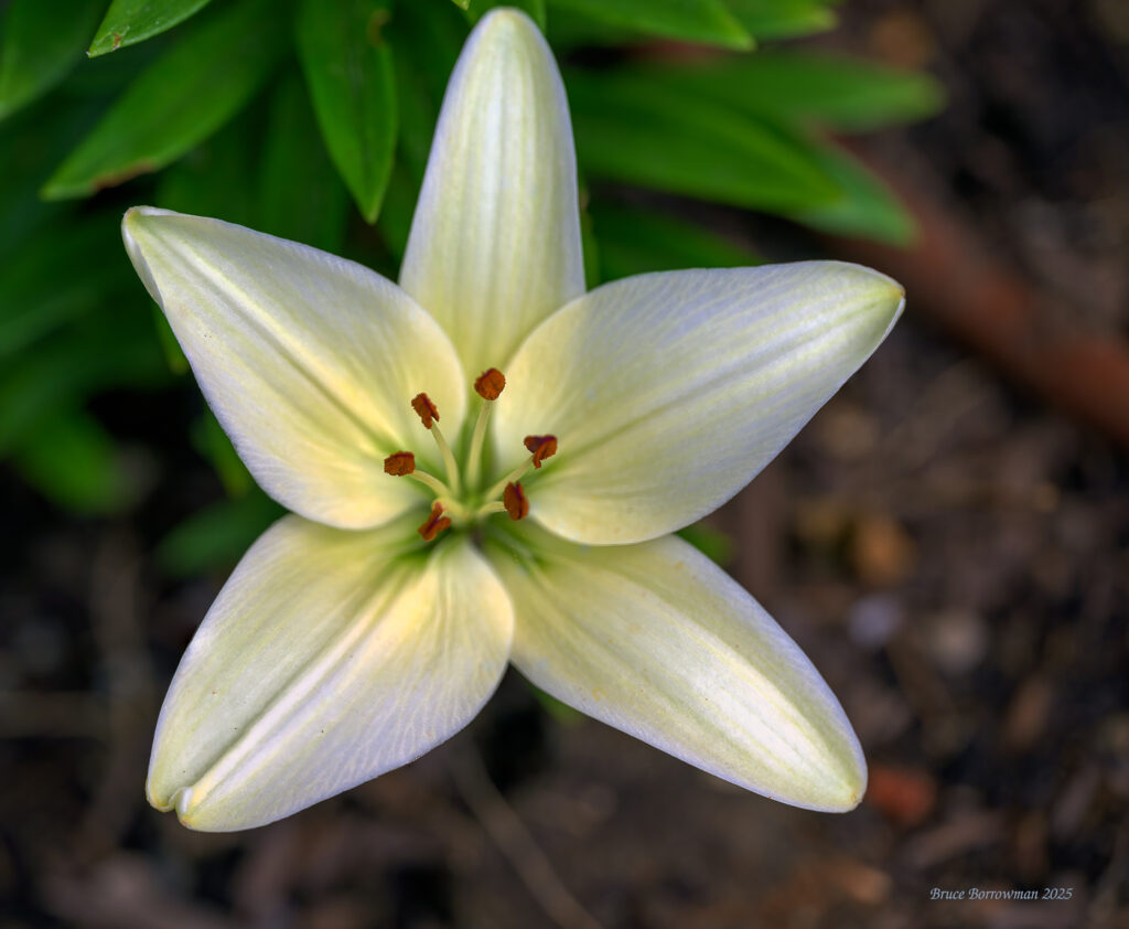 White Lily - June 22-25