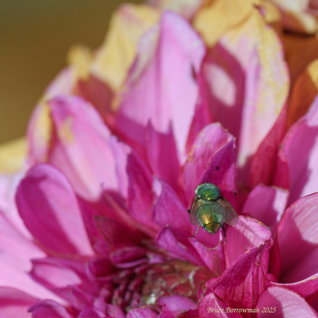 Looking for last meal